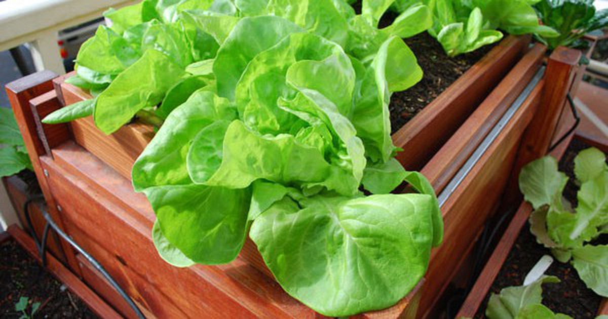 Lời khuyên đến tất cả các gia đình đang trồng cây xà lách