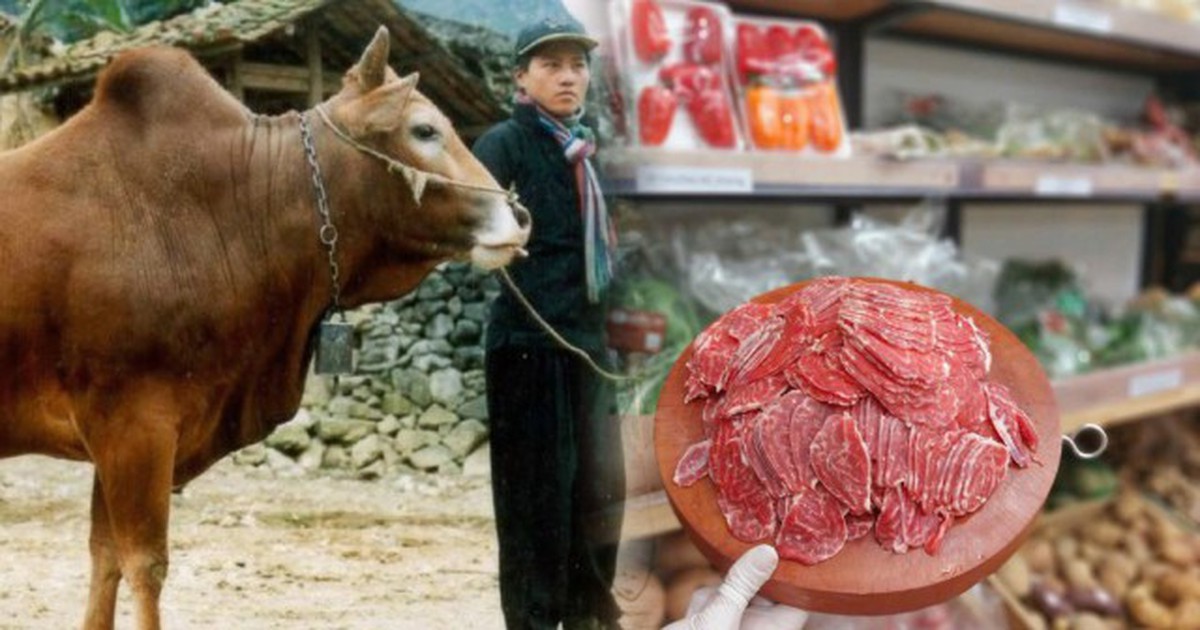 Việt Nam nghiên cứu giống bò cao cấp theo cách Nhật làm với Wagyu, có phần thịt giá hơn 1,2 triệu đồng/kg