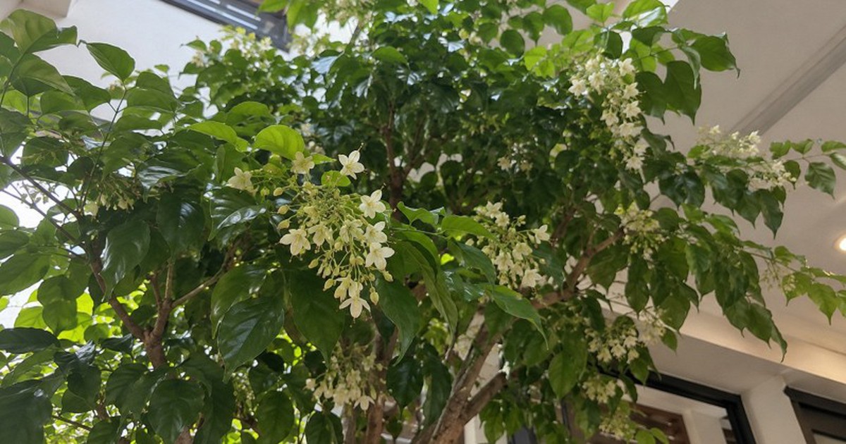 5 cây nở hoa trong nhà báo hiệu phong thủy rất tốt