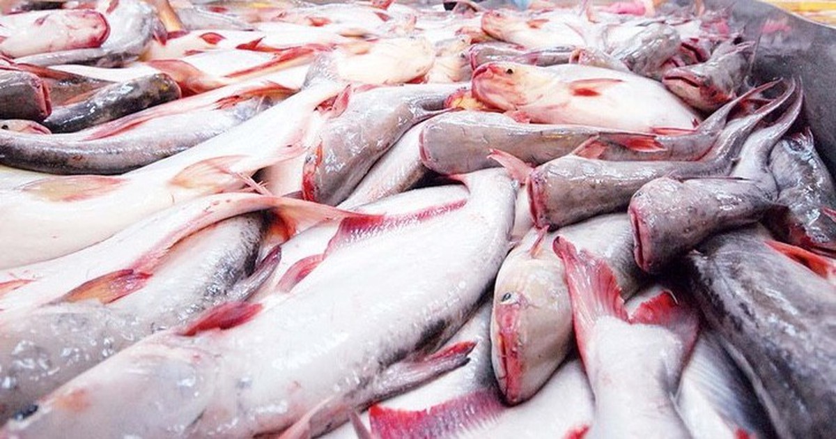 Loại "cá tỷ đô" của Việt Nam được Trung Quốc tăng mua 66,8%: Nguồn protein nạc dồi dào, tốt từ tim tới não, xương khớp