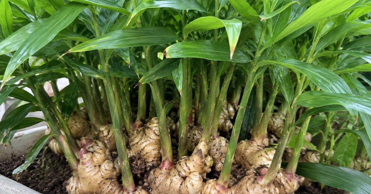 4 lý do nên trồng gừng trong nhà