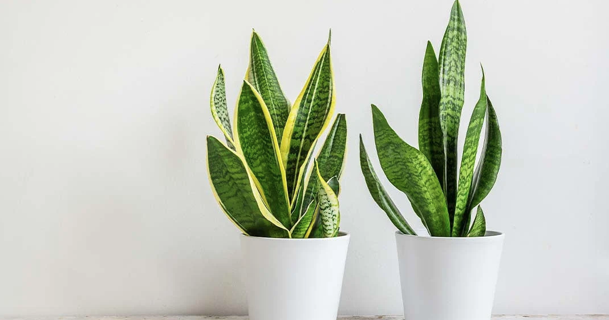 4 lời khuyên cho những gia đình đang trồng cây lưỡi hổ trong nhà