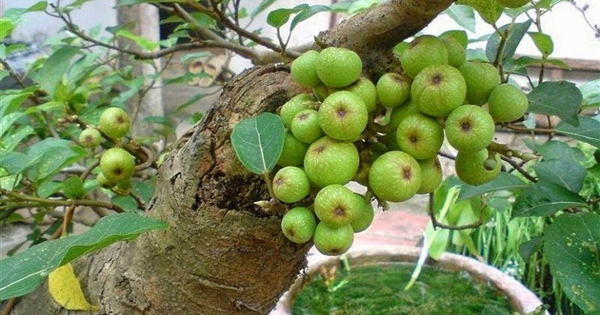 4 lý do nên trồng cây sung