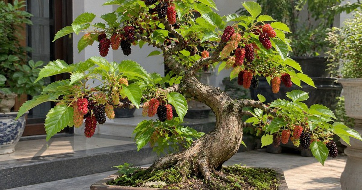 Vì sao người xưa kiêng cây dâu tằm, nhưng ngày nay nhiều người lại đưa vào nhà làm bonsai?