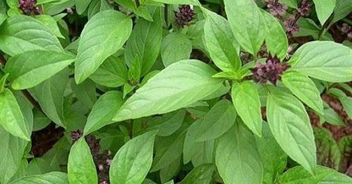 5 lý do nên trồng cây húng quế trong nhà