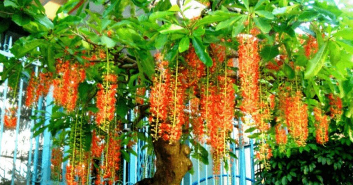 4 lý do nên trồng cây lộc vừng