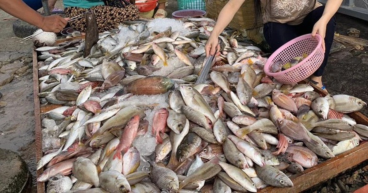 Không phải cá hồi, đây mới là 4 loại cá “tốt nhất cho sức khỏe” theo chuyên gia Mỹ: Việt Nam rất nhiều