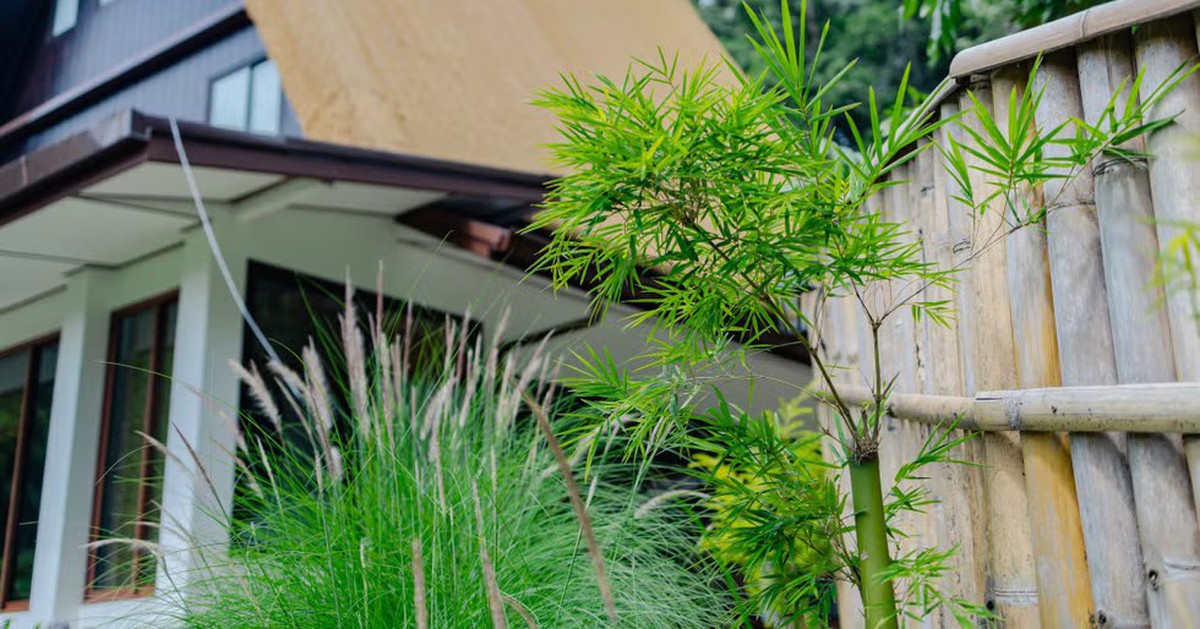 10 loại cây chớ nên trồng sát cửa nhà