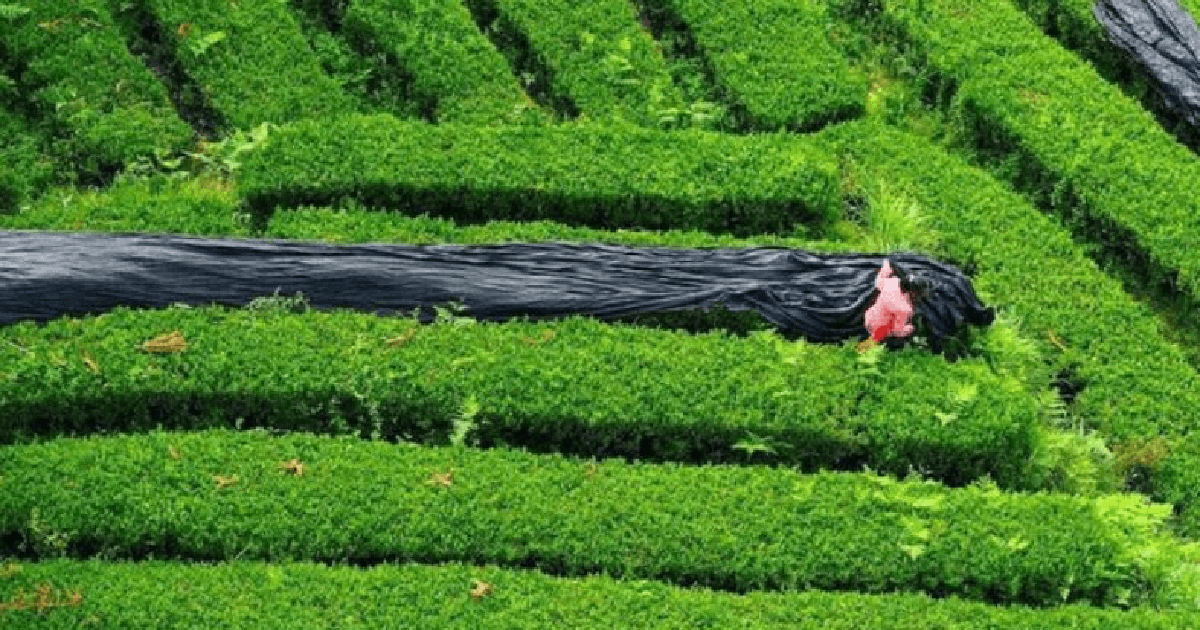 12.000 tấn matcha được cung ứng ra thị trường k...