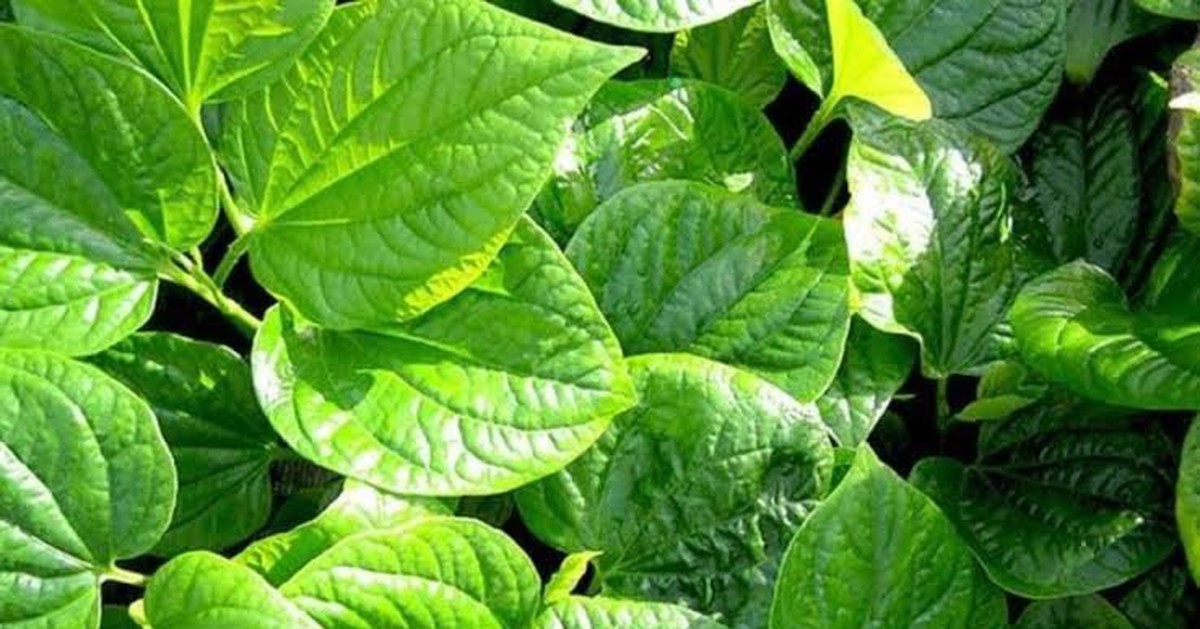 4 lý do nên trồng cây lá lốt trong nhà