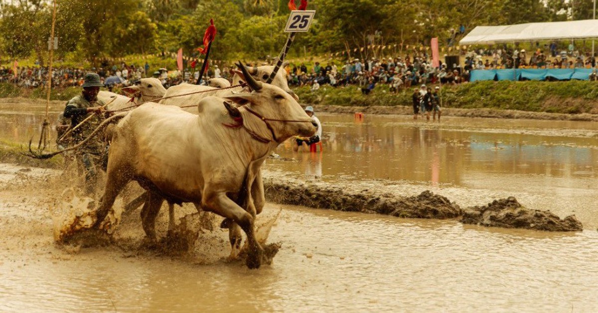 Bộ phim top 1 phòng vé Việt hiện tại hé lộ đại cảnh ấn tượng với đàn bò trắng hơn 40 con