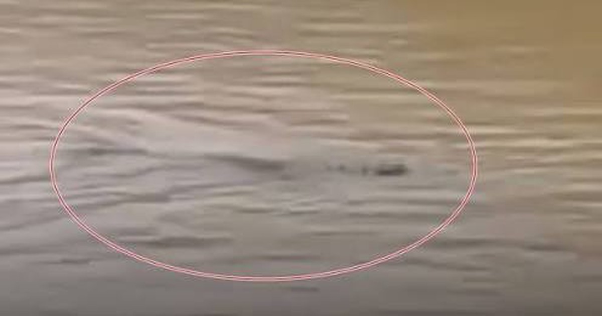 4 con cá sấu xổng chuồng trong lũ lụt thảm hoạ ở Thái Lan, người dân lo lắng trèo lên cây vì sợ hãi