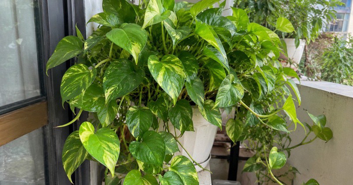 Cách trồng và chăm sóc cây trầu bà