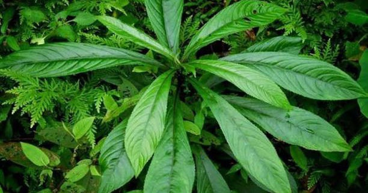 4 lời khuyên đến các gia đình đang trồng cây xương sông