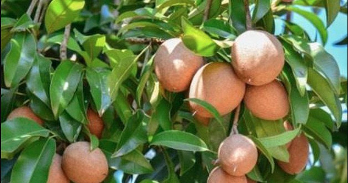 5 lời khuyên cho các gia đình đang trồng cây hồng xiêm