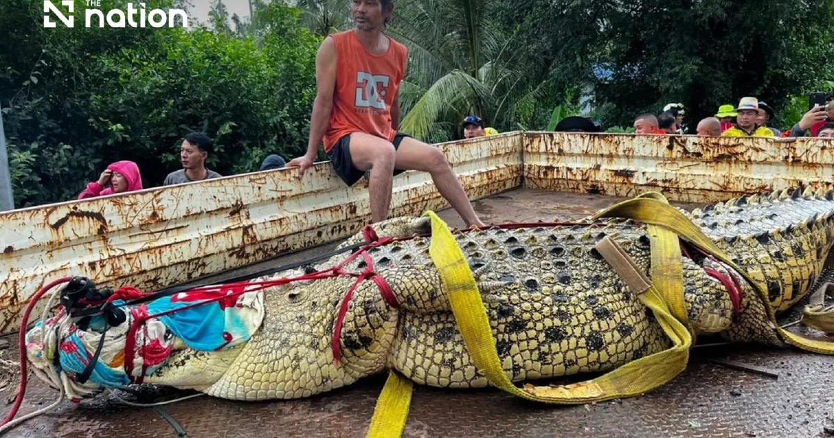 Nước lũ dâng cao, chùa ở Thái Lan dùng cần cẩu di chuyển cá sấu hơn 400kg
