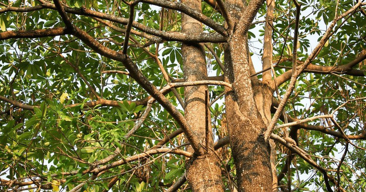 Hầu hết chúng ta không biết điều quý giá này của cây hoa sữa