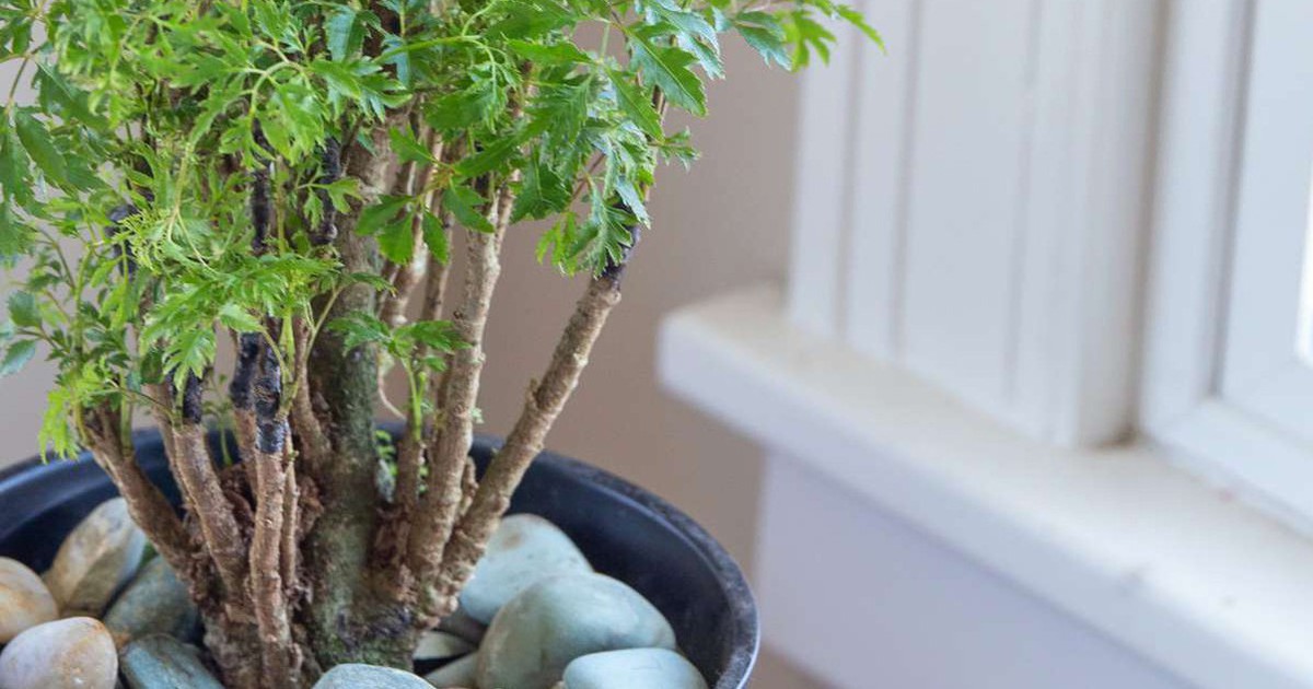 Vì sao nhiều gia đình trồng 1 cây đinh lăng trước nhà? Hóa ra không chỉ để lấy lá ăn