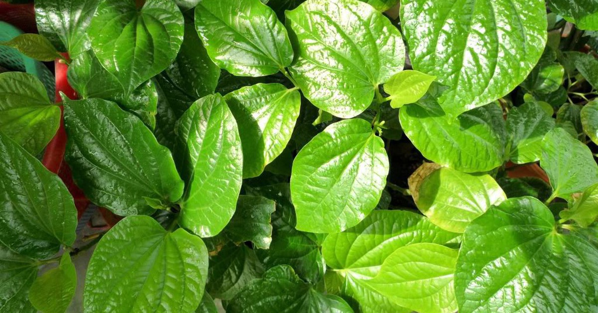 4 lời khuyên dành cho những gia đình đang trồng cây lá lốt