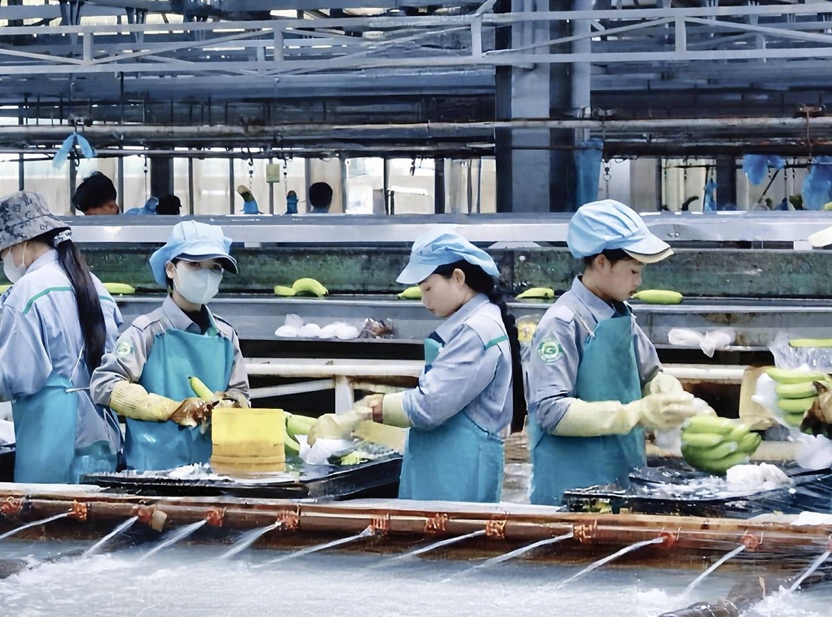 Thaco Agri đã bền bỉ ‘bơm tiền’ cho HAGL Agrico...
