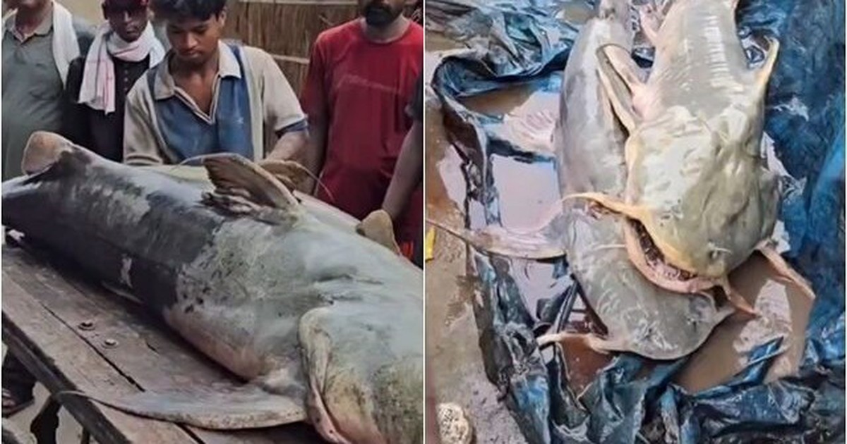 Phát hiện hàng loạt cá lạ sau lũ quét ở Nepal