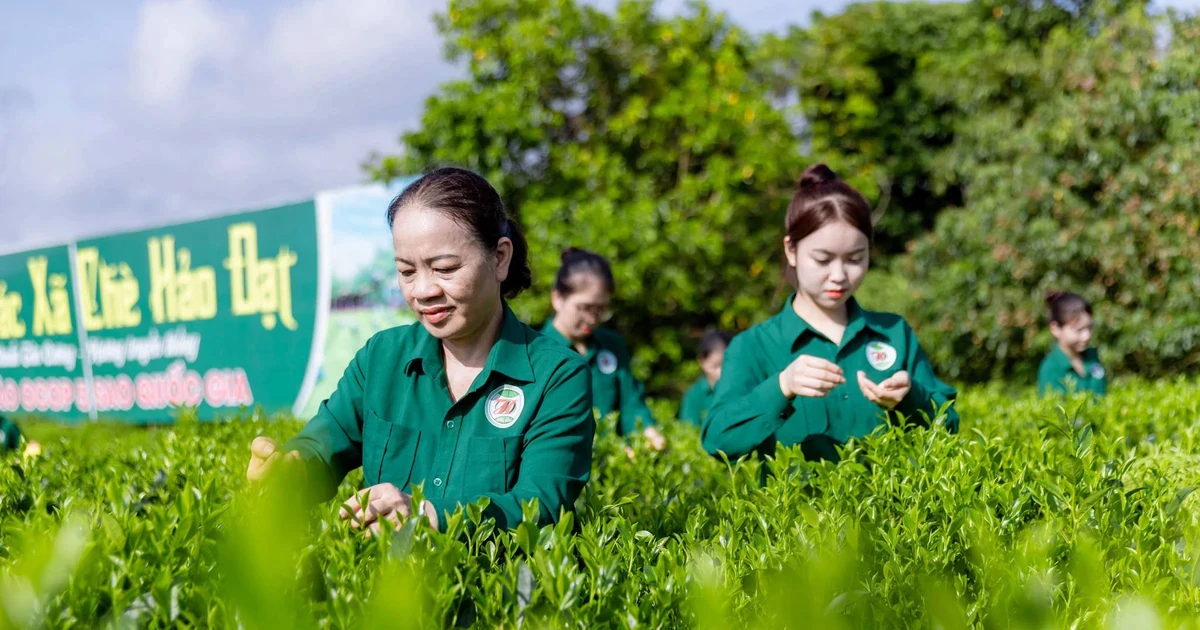 Mô hình "Hợp tác xã xã hội chủ nghĩa" ở Thái Nguyên có gì đặc biệt?