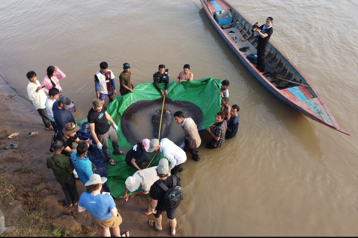 Bắt được "quái ngư" 300kg ở sông Mekong: Lập kỷ lục thế giới, hàng động sau đó khiến người người kinh ngạc