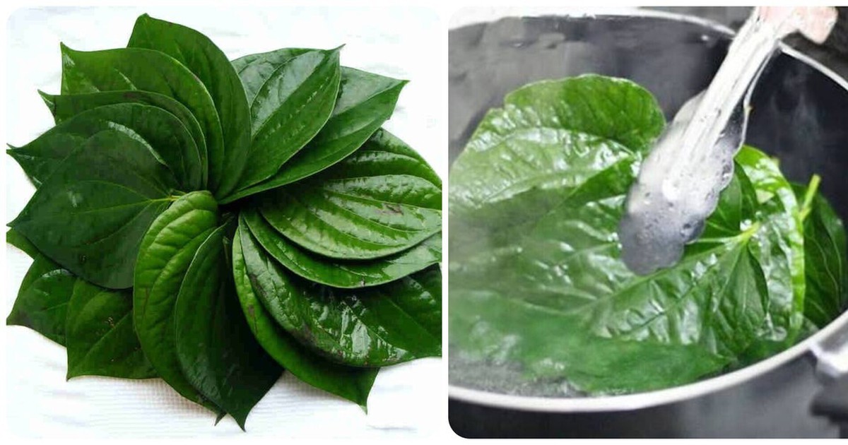 Lá trầu không có tác dụng gì?