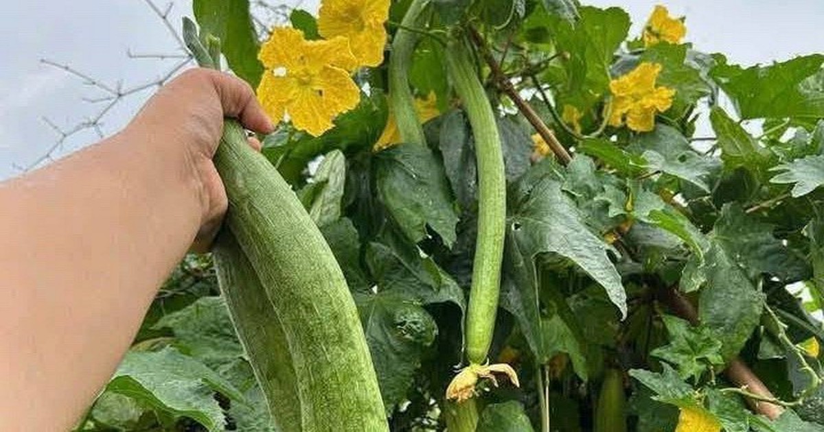 1 thứ trên cây mướp là "báu vật" dưỡng gan, mắt và da nhưng hiếm ai biết!