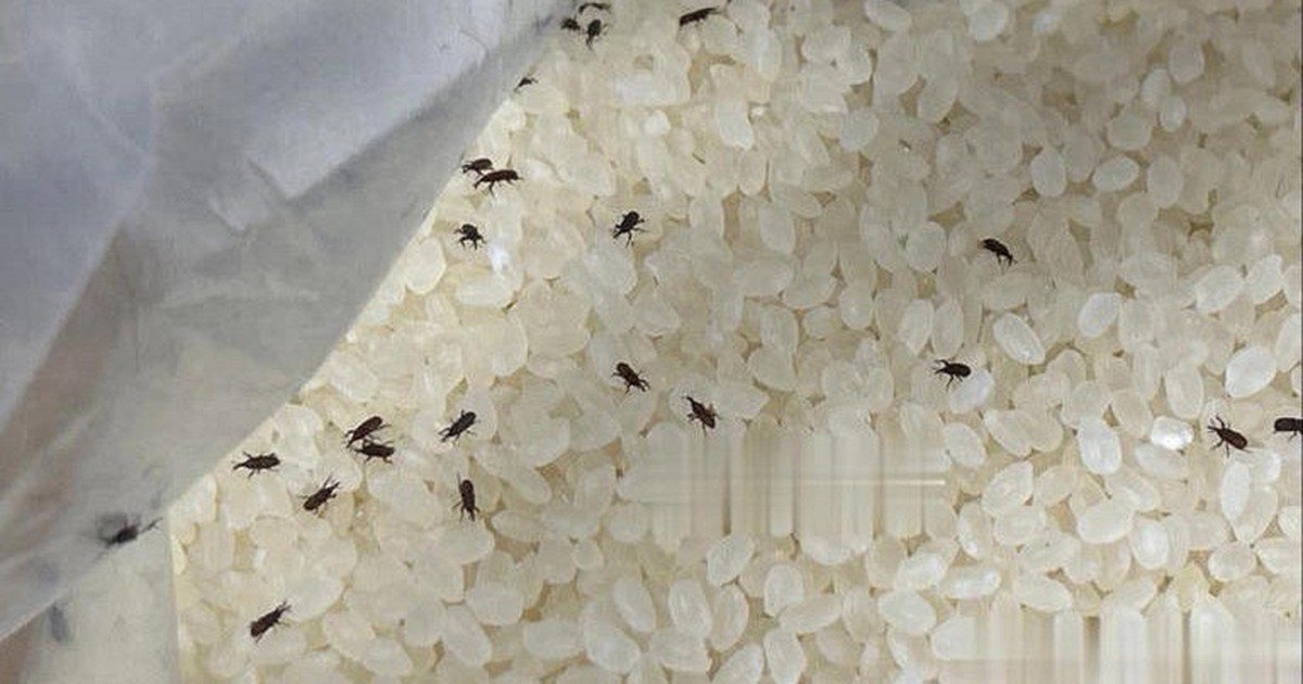 Thấy mọt trong thùng gạo nên làm gì đầu tiên?