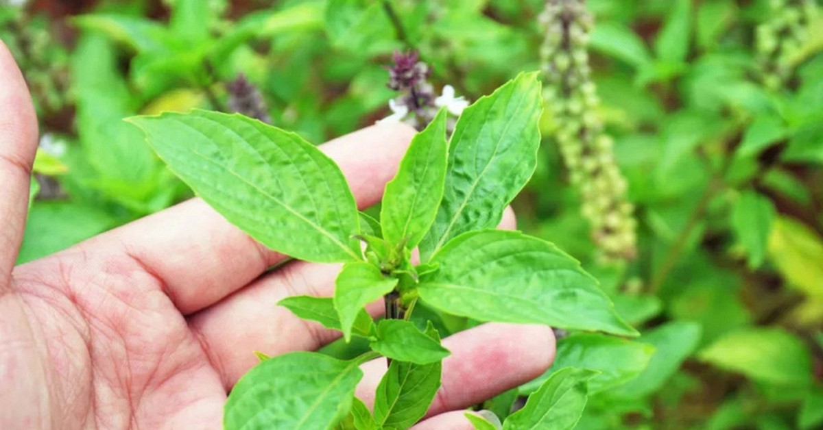 Lời khuyên đến tất cả các gia đình đang trồng cây húng quế