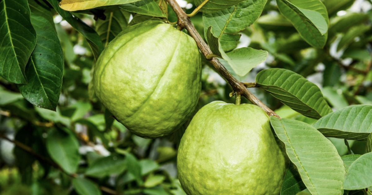 Lời khuyên đến tất cả các gia đình đang trồng cây ổi