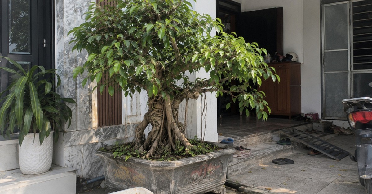 4 lời khuyên đến tất cả các gia đình đang trồng cây si