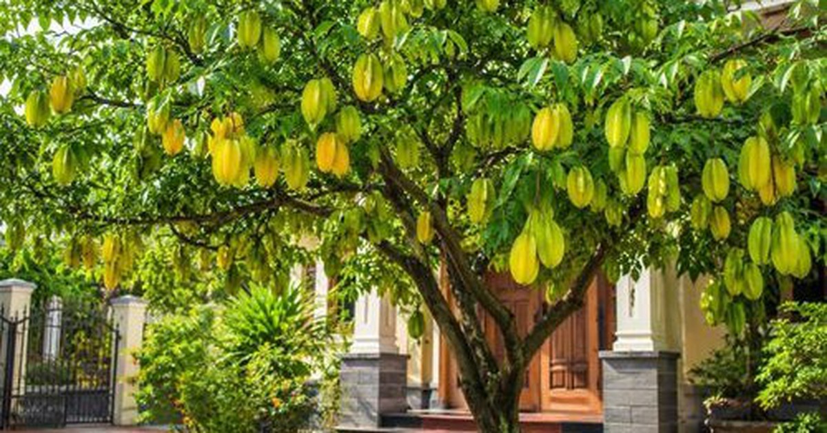 Lời khuyên đến tất cả các gia đình đang trồng cây khế