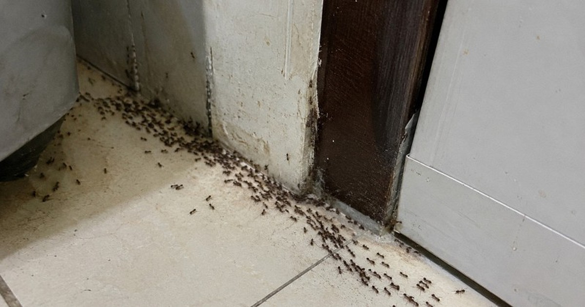 Kiến kéo cả đàn vào nhà nên làm gì đầu tiên?