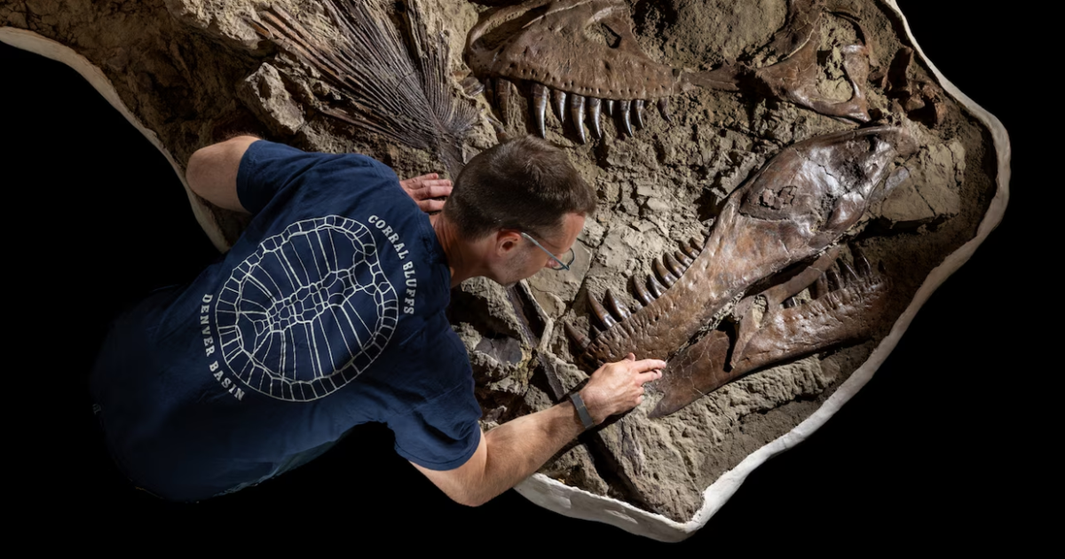 Khai quật dấu vết cực hiếm của khủng long T. rex sau 66 triệu năm