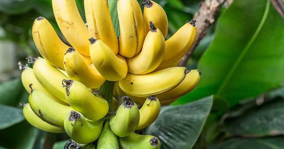 Lời khuyên đến tất cả các gia đình đang trồng cây chuối