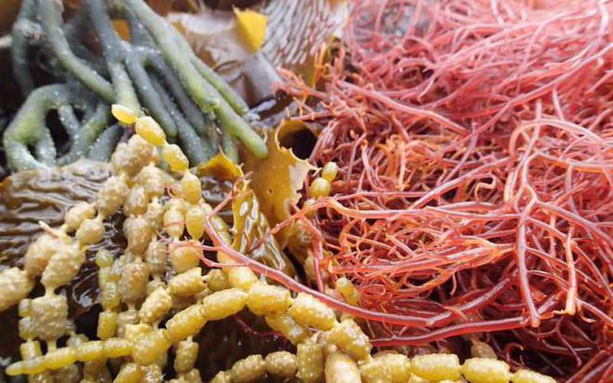 Những lí do nên ăn rong nâu mỗi ngày