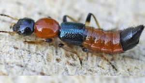Lời khuyên cho những người có thói quen đổ thêm nước vào chai dầu gội sắp hết- Ảnh 4.