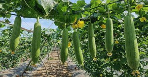 Lời khuyên đến tất cả các gia đình đang trồng cây hoa giấy - Ảnh 1.