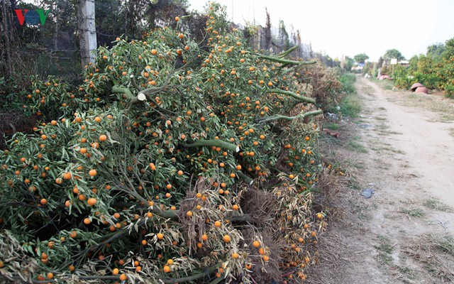 
Chưa đến Tết Nguyên Đán nhưng nhiều chủ vườn Quất tại Nhật Tân đã phải vứt bỏ nhiều gốc Quất trĩu quả sớm.
