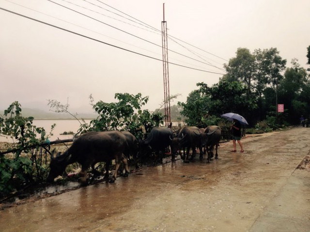 
Ngập lụt trở lại người dân xã Phương Mỹ, huyện Hương Khê lùa trâu đi tránh lũ - Ảnh: THẮNG DINH

