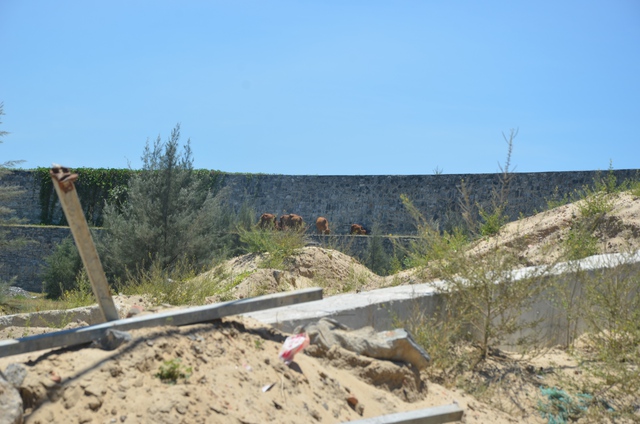 Hàng ngày trâu bò được chăn thả tha hồ trên khu đất dự án.