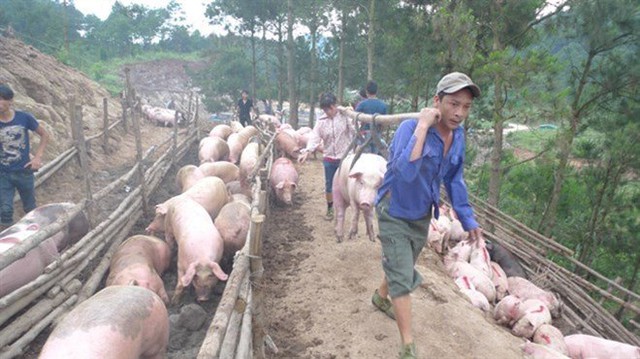 
Phụ thuộc Trung Quốc, Việt Nam tăng đàn lợn đã dẫn tới dư thừa, phải giải cứu thịt lợn(ảnh: theo Tiền phong)
