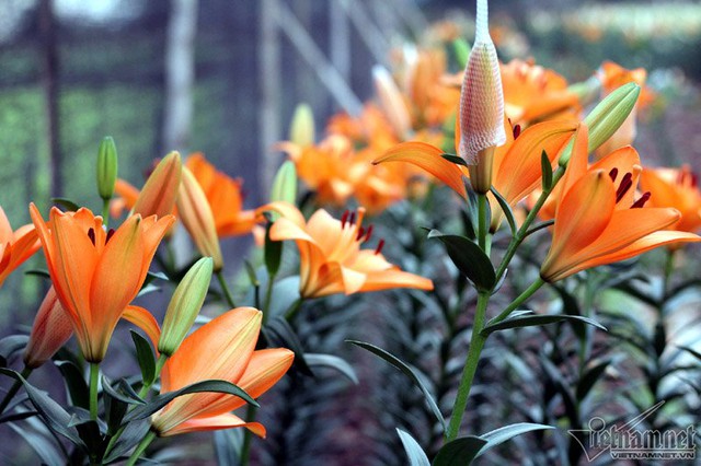 
Ở nhiều nhà vườn, hơn 70% số hoa ly đã nở bung
