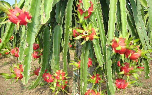 Thanh long vỏ đỏ ruột trắng là trái cây tươi đầu tiên của Việt Nam được xuất khẩu vào thị trường Nhật (Ảnh: KT)