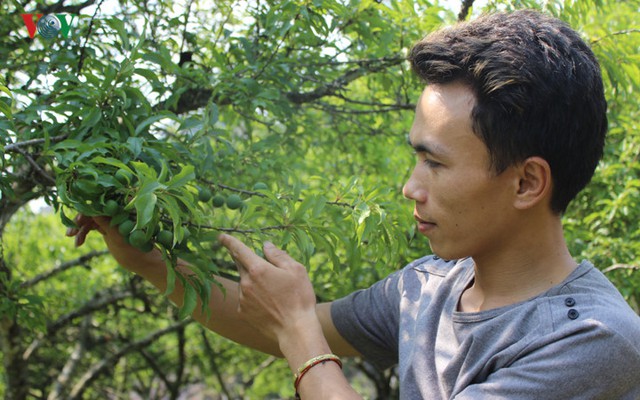 Anh Dương cho biết, việc chăm sóc cây mận phải chú ý quan sát đến thời gian sinh trưởng và phát triển của cây. Đặc biệt là việc chăm bón và phòng trừ sâu bệnh.
