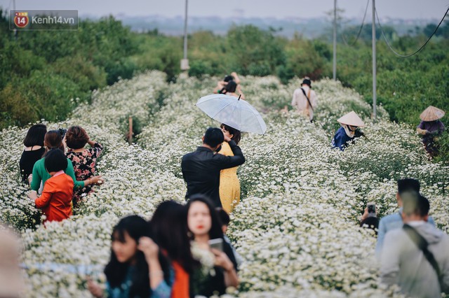 Vườn cúc hoạ mi ở Hà Nội thất thủ cuối tuần: 1 mét vuông có chục nhiếp ảnh gia và mẫu - Ảnh 1.