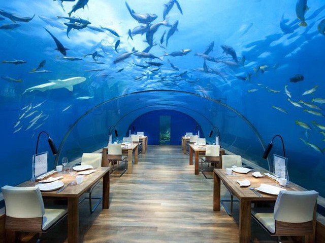 Bên trong khách sạn dưới biển đầu tiên trên thế giới, nơi bạn có thể ngủ cạnh cá mập với chi phí 1 tỷ/1 đêm - Ảnh 9.