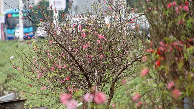 Hoa đào bung nở trong giá rét, khoe sắc trên phố Hà Nội   - Ảnh 4.